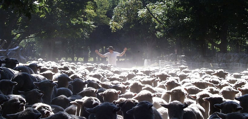 Neill-Leading-Sheep-9-7-01-cropped