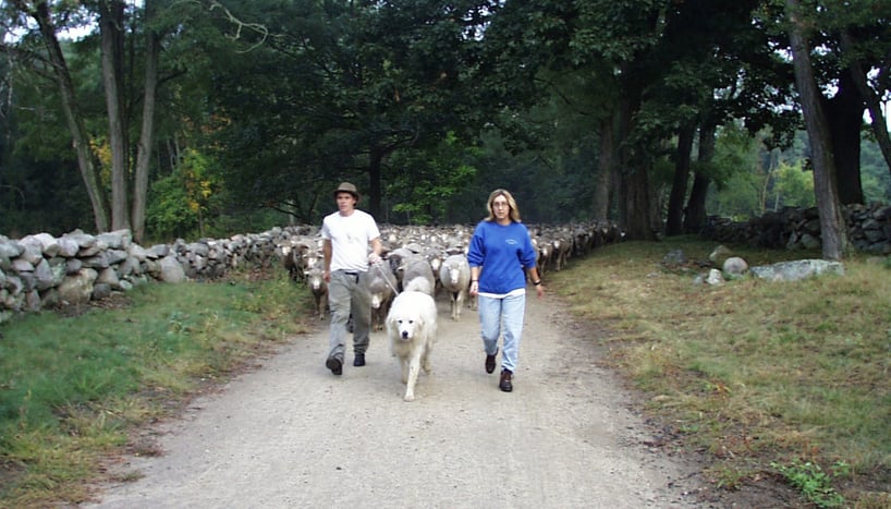 Shepherds-with-Sheep-cropped